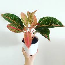 Croton, also called garden croton, are native to the tropical forests of southeast asia and oceania. Pin By Diane Madoerin On Aglonema Easy Care Plants Plants Indoor Plants