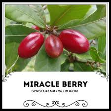 Image result for Synsepalum