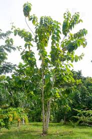 Image result for Tectona