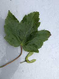 Overall, sycamore tree leaves have an oval shape with pointed lobes and they resemble maple leaves. Sycamore Poisoning