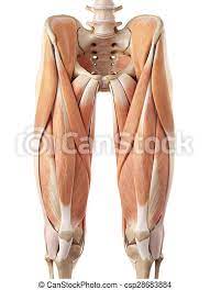Check spelling or type a new query. The Upper Leg Muscles Medical Accurate Illustration Of The Upper Leg Muscles Canstock