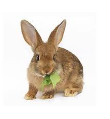 Maybe you would like to learn more about one of these? How To Get Rid Of Rabbits Rabbit Removal Havahart