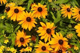 Pin On Black Eyed Susan S