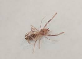 Find out truthful information about camel spiders. What Sort Of Horrible Spider Did I Find In My Toy Room So Highlands Vegas