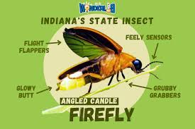 Indiana's State Insect: Angled Candle Firefly - WonderLab