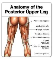 .16 penile numbness and perineum tenderness.18 any suggested exercises or stretches?.22 leg musculature and omega 3 balance.89 knee tracking problems.91 chronic upper lateral soleus pain solutions. Anatomy Of Upper Leg Hamstring Muscles Leg Muscles Anatomy Muscle Anatomy