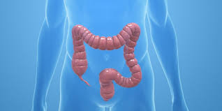 Blinddarmentzundung Bakterielle Entzundung Des Wurmfortsatzes Krankheiten Portal De