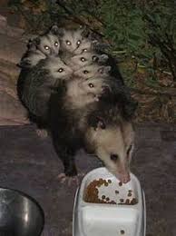 Yes, cats eat cat food and for the most part seem to enjoy it. How To Attract Opossums To Your Property Opossum Society Of The United States