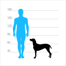 Image result for německý ohař krátkosrstý