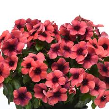 Deer resistant plants are a great option for those of us who have to deal with these destructive below i will give you tons of ideas for deer resistant plants, plus some tips for keeping these furry. Catharanthus Vinca White Flower Farm