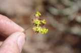 Image result for Pentarrhinum insipidum
