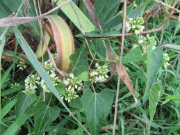 Image result for Cynanchum obtusifolium