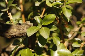 Image result for Nuxia congesta