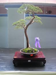 We did not find results for: Galeri Ca Sahabat Bonsai Bonsai Cucur Atap
