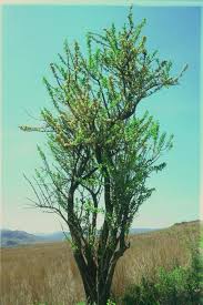 Image result for Gymnosporia