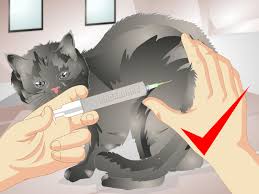 Also, remember that cats do not like the same smells that people do, so while you might really love that expensive perfume that you bought at the local boutique, your cat's sensitive nose might worse yet, the new cat smell can cause your original cat to spray the house. How To Remove Urine Smells From A Pet With Pictures Wikihow