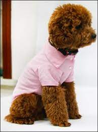 polo yaka tshirt pembe kopek elbiseleri kopek minderleri kopek yastik kopek mi nder pembe