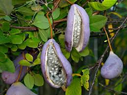 Edible Of The Week Akebia Quinata Fruit Etrange Jardin Fruitier Fruits Exotiques