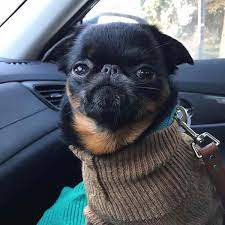 These rugged cattle dogs are known for their zest for life. 12 Adorable Photos Of Brussels Griffon Dogs