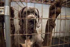 Great dane puppies and dogs. 84 Great Danes Rescued From Abhorrent Puppy Mill Dogs Now Need Funds And New Homes