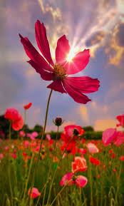 Cura e consigli per i fiori estivi. Exoticgardenideas Immagini Di Fiori Foto Di Fiori Fiori