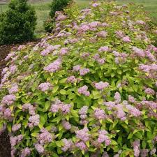 A proven winner® for full or partial sun. Double Play Artisan Spiraea Spring Meadow Wholesale Liners Spring Meadow Nursery