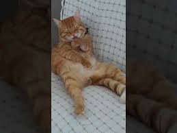 Bayram Temizligi Haydar Mutlu Youtube Animals Cats Youtube