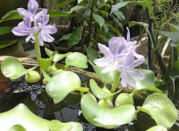 Keladibunting Keladi Bunting Atau Nama Crayfish Freshwater My Facebook
