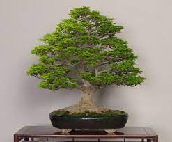 This bonsai acer has just been repotted into an oval ceramic glazed bonsai pot made by china mist. Bonsai Empire On Twitter Shishigashira Japanese Maple Bonsai Photo By The Omiya Bonsai Art Museum In Japan Bonsai Japan Maple