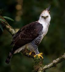 Image result for Bertiera angusiana