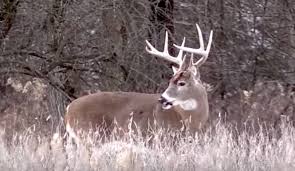 Rut Forecast Archives Deer And Deer Hunting