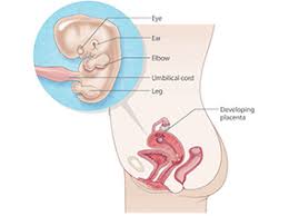 Before a pregnancy, your uterus is very small but to be technical the uterus doesn't stretch much during pregnancy. 8 Weeks Pregnant Raising Children Network
