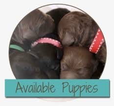 Coffee machine brands australian labradoodle miniature. Australian Png Download Transparent Australian Png Images For Free Page 4 Nicepng