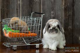 Black And White Holland Lop Bunny For Sale Broken Blue Tort Holland Lop Mama With Black Tort Baby In Shopping Cart Hook S Hollands Ohio Holland Lops Holland Lop Bunnies Cute Baby Bunnies Lop Bunnies