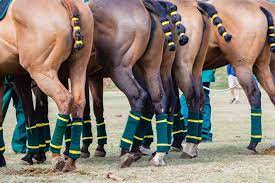 Argentina horse adventures, buenos aires, argentina. Argentina Polo Horses Argentina Polo Academy
