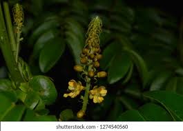 Image result for Guilandina bonduc