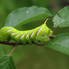 Image result for Sphinx ligustri