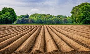 We did not find results for: How To Prepare Asparagus For Winter Farm Animals