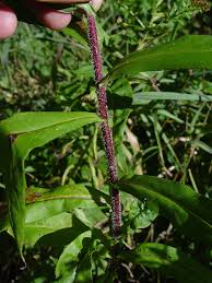 Image result for Andropterum