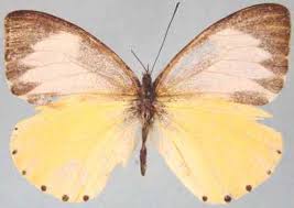 Image result for Globimetula anguliflora