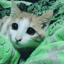 19 Cats With Puppy Dog Eyes Funny Animals Cat Pupils Cute Cat