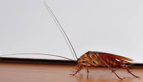 We did not find results for: How To Get Rid Of Roaches Without An Exterminator Spadone Home