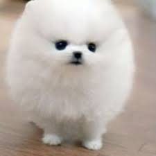Did you scroll all this way to get facts about mini pomeranian? Pin On Lil Poopies