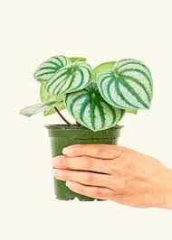 Image result for Peperomia molleri