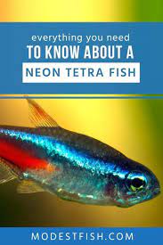 Neon Tetra Care Sheet Expert Guide For Aquarists Neon Tetra Tetra Fish Neon Tetra Fish