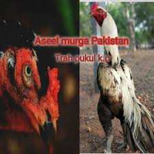 Langkah pertama, kita dimulai dengan sering mengurut kaki ayam bangkok menggunakan minyak gosok untuk. Harga Ayam Aseel Terbaru Agustus 2021 Biggo Indonesia