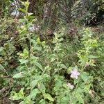 Image result for Hibiscus meyeri