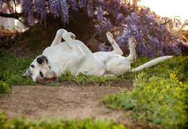When it comes down to how long you should wait before your hound goes back outside onto the treated grass, it is recommended to wait at least 24 hours before having anyone walk through that area. My Dog Ate Grass Sprayed With Weed Killer Pet Carrier Verdict