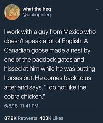 41 Splendid Pics That Will Get You Over The Hump Funny Stories Funny In My Feelings