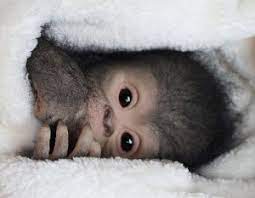 Chita Bindi Realistic Baby Monkey Doll Made By Russian Artist Ekaterina Samgina 1 Art Kaleidoscope